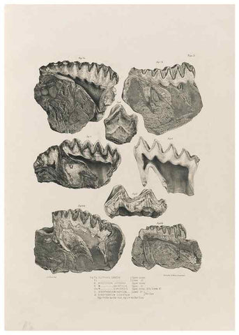 Reproducción/Reproduction 49227728296: Fauna antiqua sivalensis, being the fossil zoology of the Sewalik Hills, in the north of India. London :Smith, Elder and Co.,1846.. 