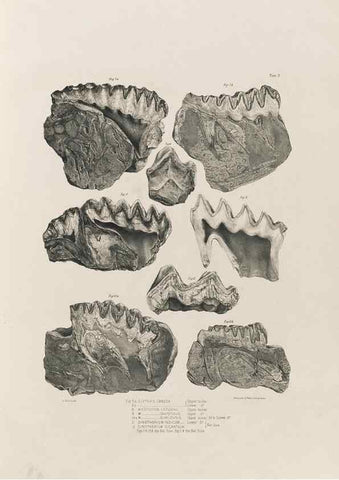 Reproducción/Reproduction 49227728296: Fauna antiqua sivalensis, being the fossil zoology of the Sewalik Hills, in the north of India. London :Smith, Elder and Co.,1846.. 