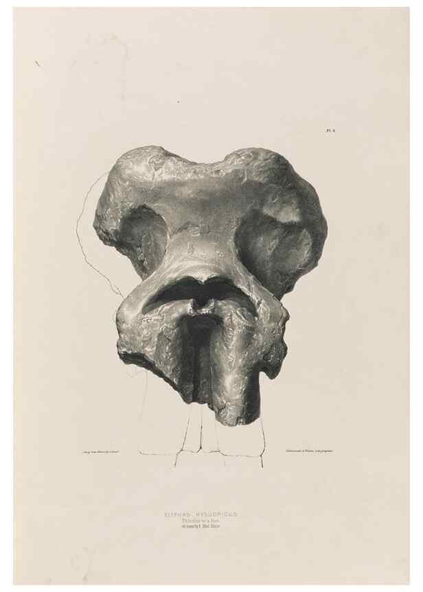 Reproducción/Reproduction 49227728916: Fauna antiqua sivalensis, being the fossil zoology of the Sewalik Hills, in the north of India. London :Smith, Elder and Co.,1846.. 