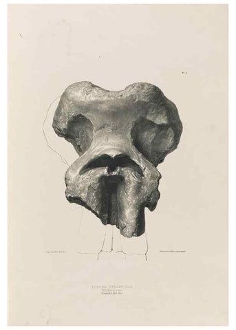 Reproducción/Reproduction 49227728916: Fauna antiqua sivalensis, being the fossil zoology of the Sewalik Hills, in the north of India. London :Smith, Elder and Co.,1846.. 