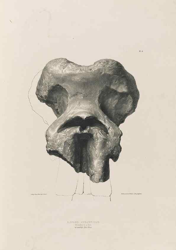 Reproducción/Reproduction 49227728916: Fauna antiqua sivalensis, being the fossil zoology of the Sewalik Hills, in the north of India. London :Smith, Elder and Co.,1846.. 