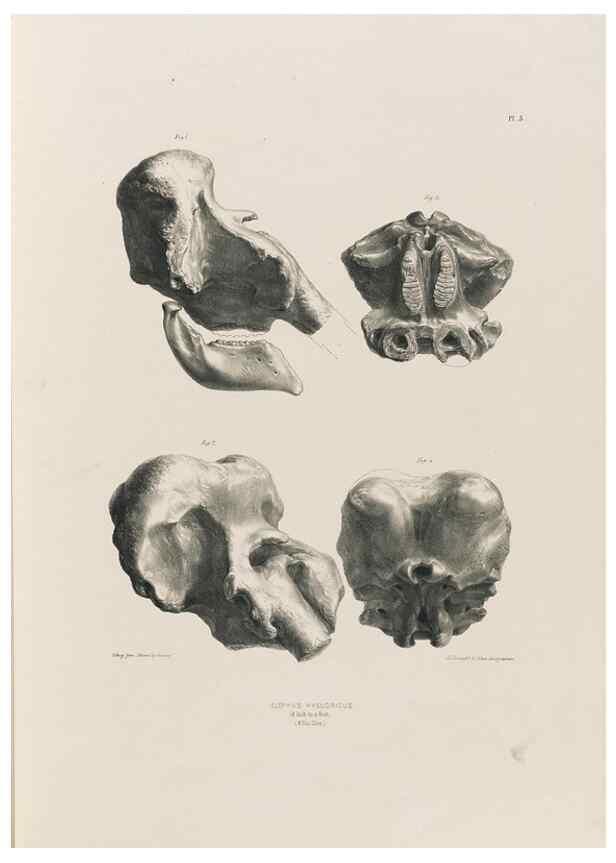 Reproducción/Reproduction 49227955747: Fauna antiqua sivalensis, being the fossil zoology of the Sewalik Hills, in the north of India. London :Smith, Elder and Co.,1846.. 
