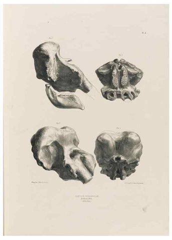 Reproducción/Reproduction 49227955747: Fauna antiqua sivalensis, being the fossil zoology of the Sewalik Hills, in the north of India. London :Smith, Elder and Co.,1846.. 