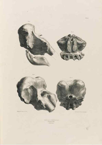 Reproducción/Reproduction 49227955747: Fauna antiqua sivalensis, being the fossil zoology of the Sewalik Hills, in the north of India. London :Smith, Elder and Co.,1846.. 