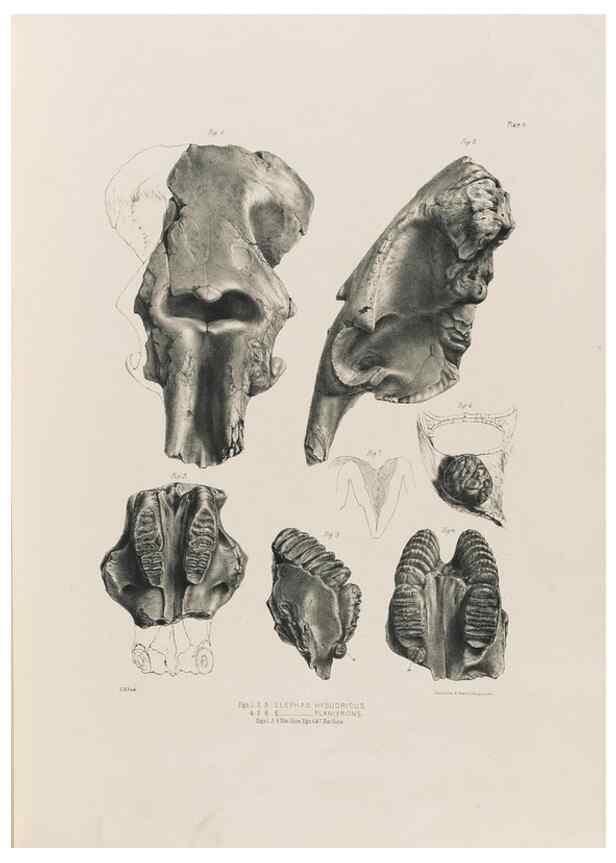 Reproducción/Reproduction 49227956337: Fauna antiqua sivalensis, being the fossil zoology of the Sewalik Hills, in the north of India. London :Smith, Elder and Co.,1846.. 