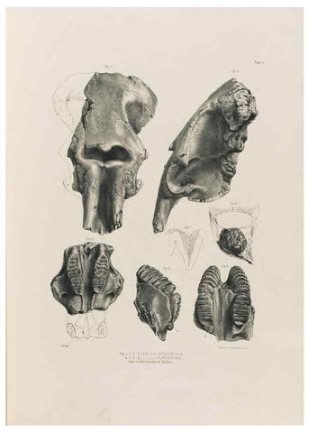 Reproducción/Reproduction 49227956337: Fauna antiqua sivalensis, being the fossil zoology of the Sewalik Hills, in the north of India. London :Smith, Elder and Co.,1846.. 