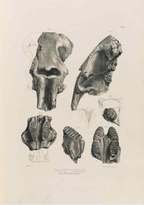 Reproducción/Reproduction 49227956337: Fauna antiqua sivalensis, being the fossil zoology of the Sewalik Hills, in the north of India. London :Smith, Elder and Co.,1846.. 