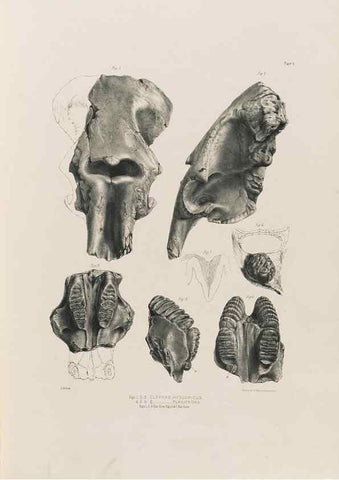 Reproducción/Reproduction 49227956337: Fauna antiqua sivalensis, being the fossil zoology of the Sewalik Hills, in the north of India. London :Smith, Elder and Co.,1846.. 