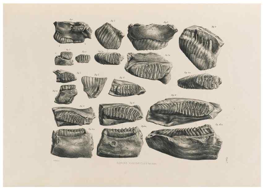 Reproducción/Reproduction 49227259173: Fauna antiqua sivalensis, being the fossil zoology of the Sewalik Hills, in the north of India. London :Smith, Elder and Co.,1846.. 