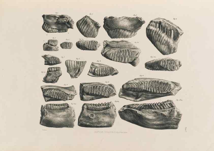 Reproducción/Reproduction 49227259173: Fauna antiqua sivalensis, being the fossil zoology of the Sewalik Hills, in the north of India. London :Smith, Elder and Co.,1846.. 