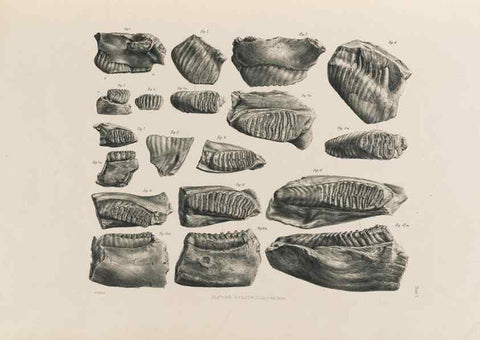 Reproducción/Reproduction 49227259173: Fauna antiqua sivalensis, being the fossil zoology of the Sewalik Hills, in the north of India. London :Smith, Elder and Co.,1846.. 