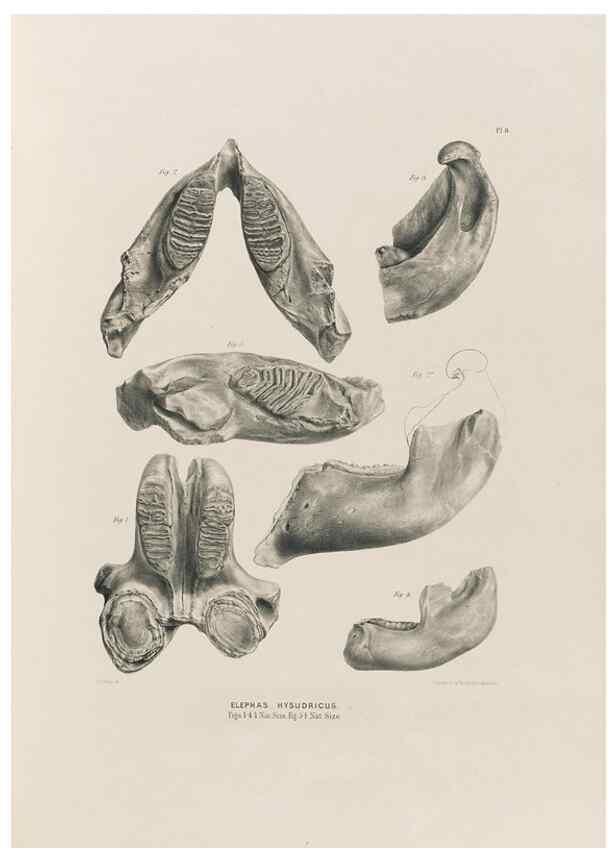 Reproducción/Reproduction 49227259838: Fauna antiqua sivalensis, being the fossil zoology of the Sewalik Hills, in the north of India. London :Smith, Elder and Co.,1846.. 