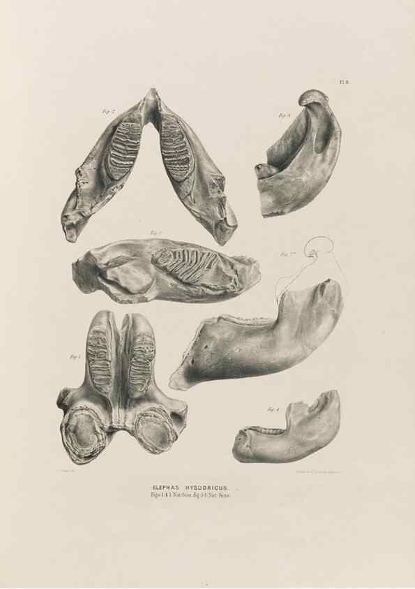 Reproducción/Reproduction 49227259838: Fauna antiqua sivalensis, being the fossil zoology of the Sewalik Hills, in the north of India. London :Smith, Elder and Co.,1846.. 