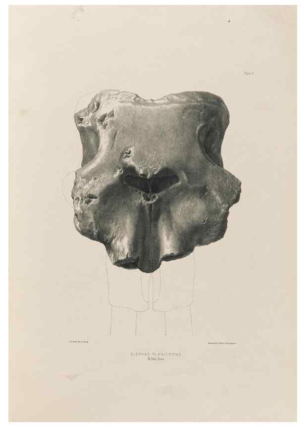 Reproducción/Reproduction 49227731696: Fauna antiqua sivalensis, being the fossil zoology of the Sewalik Hills, in the north of India. London :Smith, Elder and Co.,1846.. 
