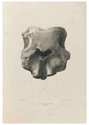Reproducción/Reproduction 49227731696: Fauna antiqua sivalensis, being the fossil zoology of the Sewalik Hills, in the north of India. London :Smith, Elder and Co.,1846.. 