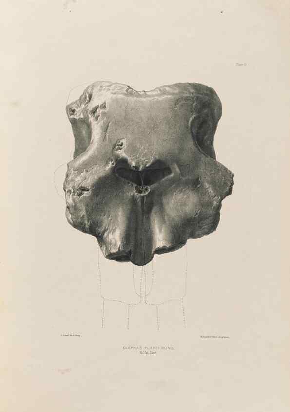 Reproducción/Reproduction 49227731696: Fauna antiqua sivalensis, being the fossil zoology of the Sewalik Hills, in the north of India. London :Smith, Elder and Co.,1846.. 