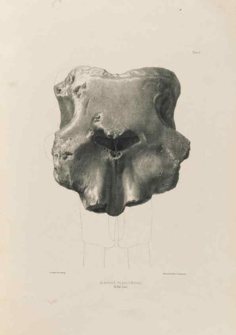 Reproducción/Reproduction 49227731696: Fauna antiqua sivalensis, being the fossil zoology of the Sewalik Hills, in the north of India. London :Smith, Elder and Co.,1846.. 