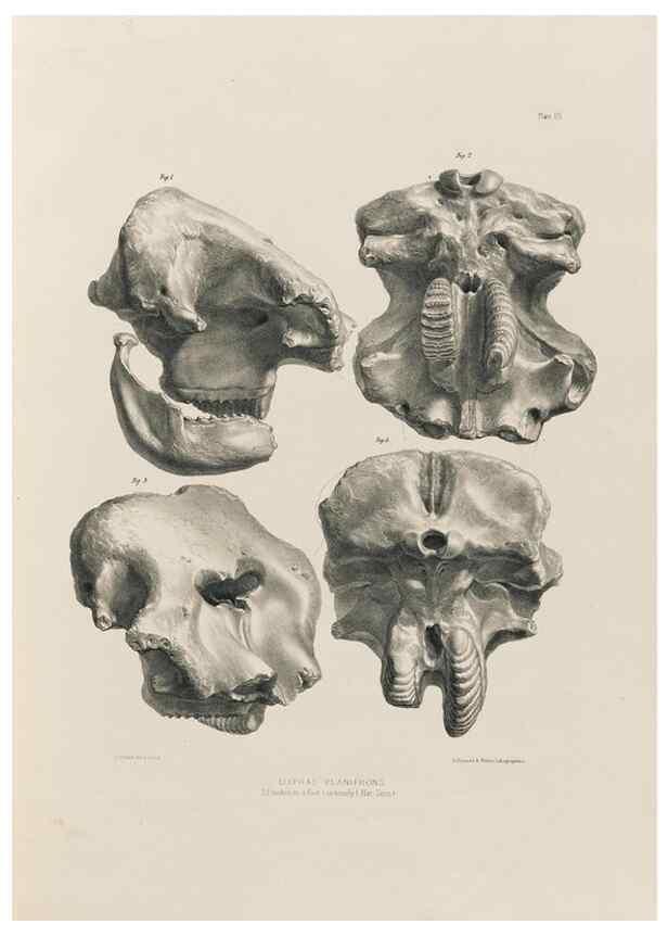 Reproducción/Reproduction 49227958612: Fauna antiqua sivalensis, being the fossil zoology of the Sewalik Hills, in the north of India. London :Smith, Elder and Co.,1846.. 