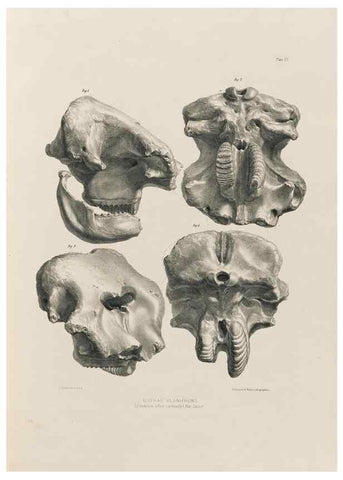 Reproducción/Reproduction 49227958612: Fauna antiqua sivalensis, being the fossil zoology of the Sewalik Hills, in the north of India. London :Smith, Elder and Co.,1846.. 