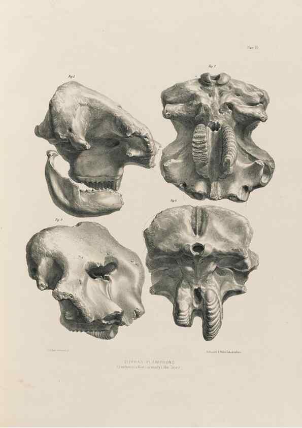 Reproducción/Reproduction 49227958612: Fauna antiqua sivalensis, being the fossil zoology of the Sewalik Hills, in the north of India. London :Smith, Elder and Co.,1846.. 