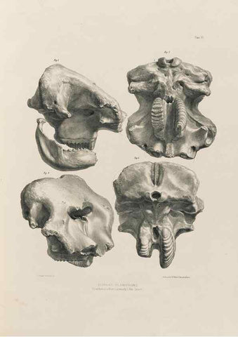 Reproducción/Reproduction 49227958612: Fauna antiqua sivalensis, being the fossil zoology of the Sewalik Hills, in the north of India. London :Smith, Elder and Co.,1846.. 
