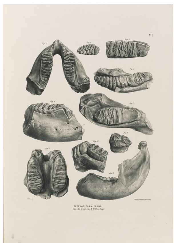 Reproducción/Reproduction 49227261028: Fauna antiqua sivalensis, being the fossil zoology of the Sewalik Hills, in the north of India. London :Smith, Elder and Co.,1846.. 