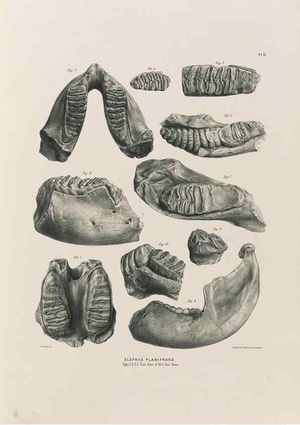 Reproducción/Reproduction 49227261028: Fauna antiqua sivalensis, being the fossil zoology of the Sewalik Hills, in the north of India. London :Smith, Elder and Co.,1846.. 