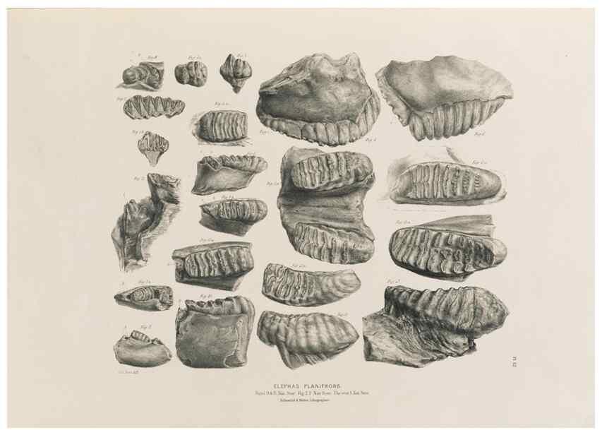 Reproducción/Reproduction 49227959362: Fauna antiqua sivalensis, being the fossil zoology of the Sewalik Hills, in the north of India. London :Smith, Elder and Co.,1846.. 
