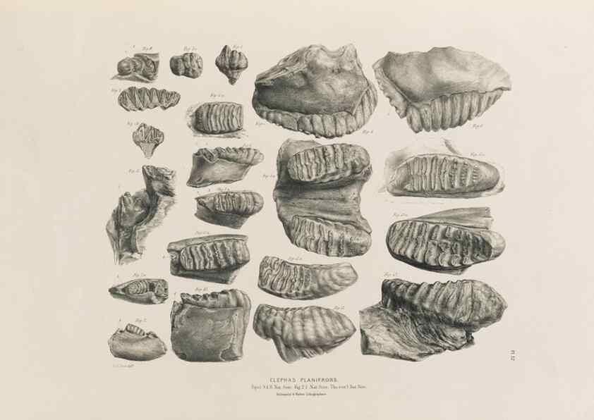 Reproducción/Reproduction 49227959362: Fauna antiqua sivalensis, being the fossil zoology of the Sewalik Hills, in the north of India. London :Smith, Elder and Co.,1846.. 