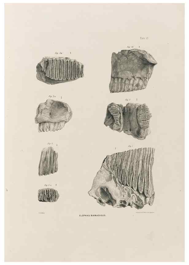 Reproducción/Reproduction 49227261823: Fauna antiqua sivalensis, being the fossil zoology of the Sewalik Hills, in the north of India. London :Smith, Elder and Co.,1846.. 