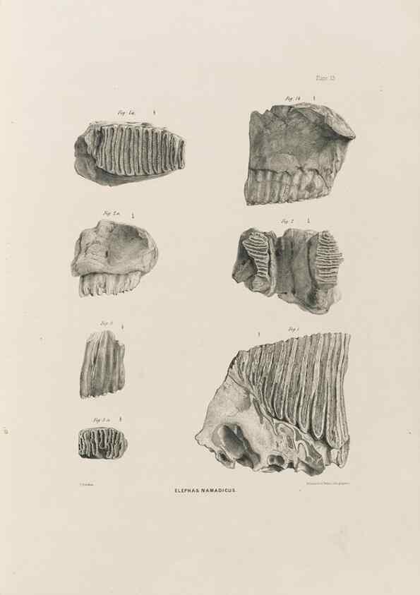 Reproducción/Reproduction 49227261823: Fauna antiqua sivalensis, being the fossil zoology of the Sewalik Hills, in the north of India. London :Smith, Elder and Co.,1846.. 