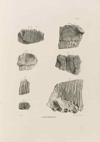 Reproducción/Reproduction 49227261823: Fauna antiqua sivalensis, being the fossil zoology of the Sewalik Hills, in the north of India. London :Smith, Elder and Co.,1846.. 