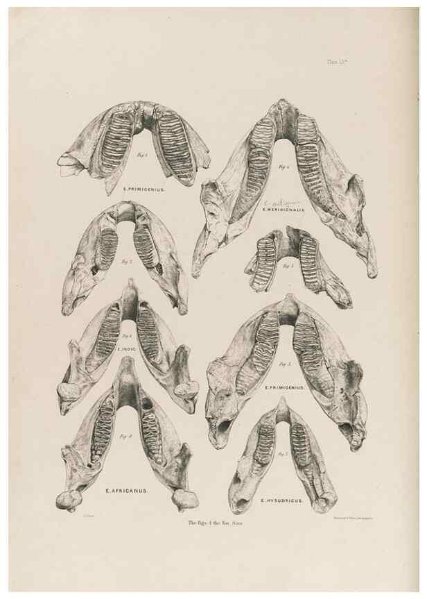 Reproducción/Reproduction 49227262203: Fauna antiqua sivalensis, being the fossil zoology of the Sewalik Hills, in the north of India. London :Smith, Elder and Co.,1846.. 