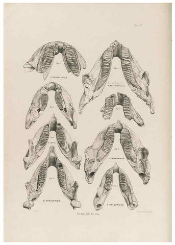 Reproducción/Reproduction 49227262203: Fauna antiqua sivalensis, being the fossil zoology of the Sewalik Hills, in the north of India. London :Smith, Elder and Co.,1846.. 