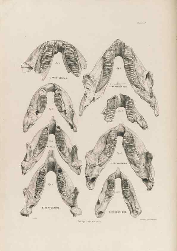 Reproducción/Reproduction 49227262203: Fauna antiqua sivalensis, being the fossil zoology of the Sewalik Hills, in the north of India. London :Smith, Elder and Co.,1846.. 