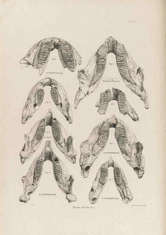 Reproducción/Reproduction 49227262203: Fauna antiqua sivalensis, being the fossil zoology of the Sewalik Hills, in the north of India. London :Smith, Elder and Co.,1846.. 