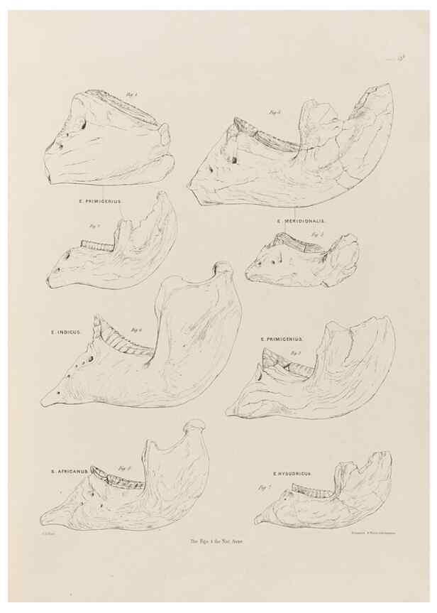 Reproducción/Reproduction 49227733801: Fauna antiqua sivalensis, being the fossil zoology of the Sewalik Hills, in the north of India. London :Smith, Elder and Co.,1846.. 