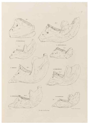 Reproducción/Reproduction 49227733801: Fauna antiqua sivalensis, being the fossil zoology of the Sewalik Hills, in the north of India. London :Smith, Elder and Co.,1846.. 