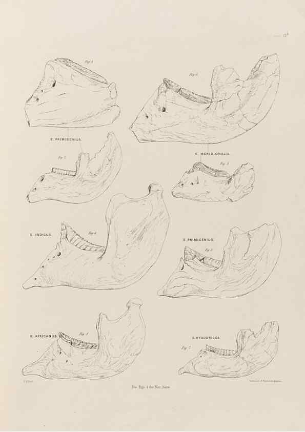Reproducción/Reproduction 49227733801: Fauna antiqua sivalensis, being the fossil zoology of the Sewalik Hills, in the north of India. London :Smith, Elder and Co.,1846.. 