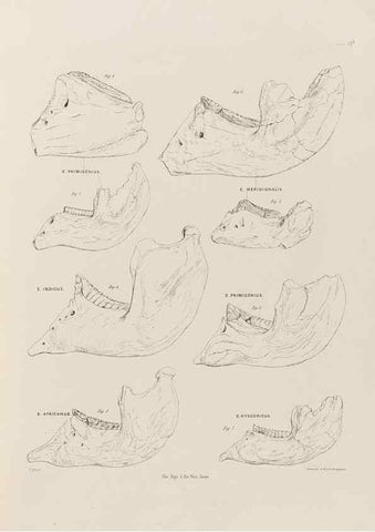 Reproducción/Reproduction 49227733801: Fauna antiqua sivalensis, being the fossil zoology of the Sewalik Hills, in the north of India. London :Smith, Elder and Co.,1846.. 