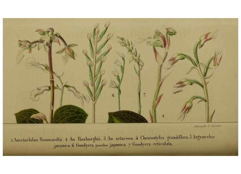 Reproducción/Reproduction 49203966391: Belgique horticole.. Liége.. 