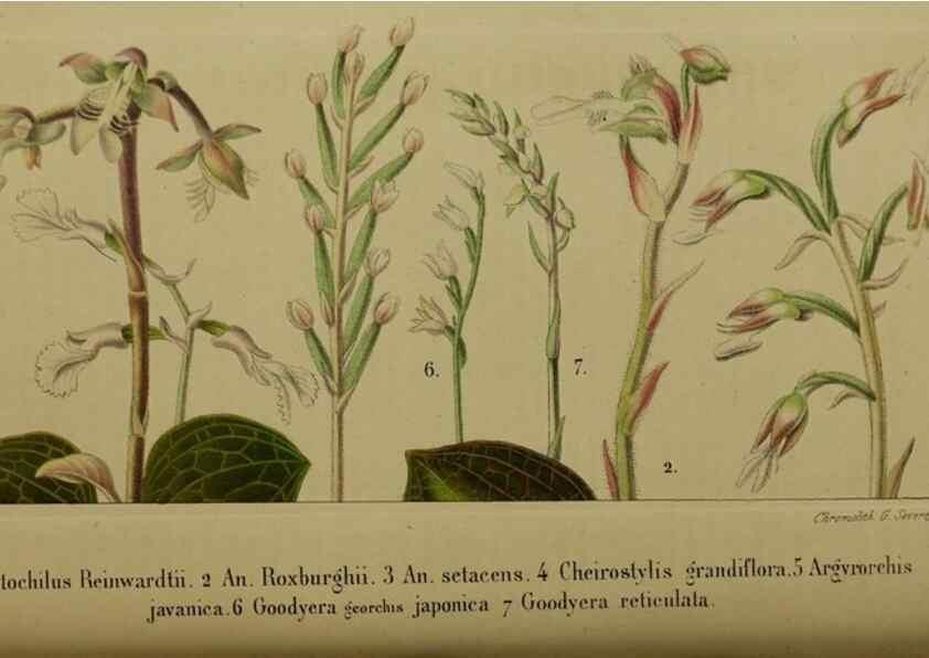 Reproducción/Reproduction 49203966391: Belgique horticole.. Liége.. 