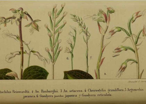 Reproducción/Reproduction 49203966391: Belgique horticole.. Liége.. 