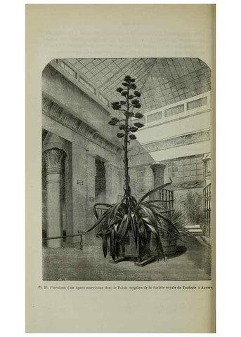 Reproducción/Reproduction 49204178672: Belgique horticole.. Liége.. 