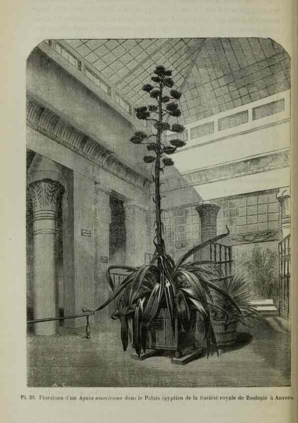 Reproducción/Reproduction 49204178672: Belgique horticole.. Liége.. 