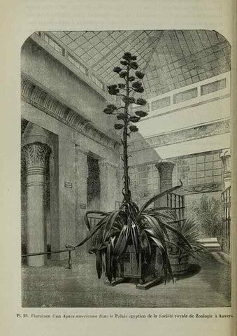 Reproducción/Reproduction 49204178672: Belgique horticole.. Liége.. 