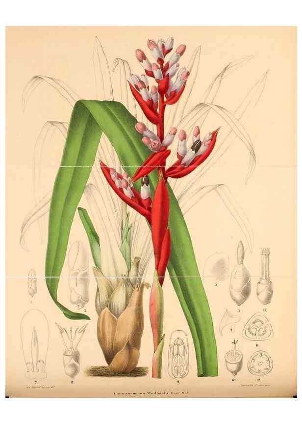 Reproducción/Reproduction 49204178397: Belgique horticole.. Liége.. 