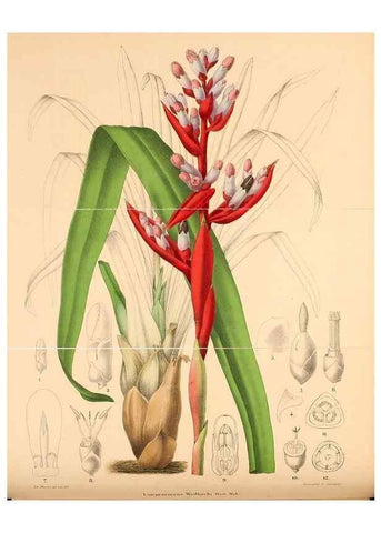 Reproducción/Reproduction 49204178397: Belgique horticole.. Liége.. 