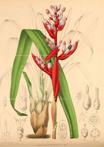 Reproducción/Reproduction 49204178397: Belgique horticole.. Liége.. 