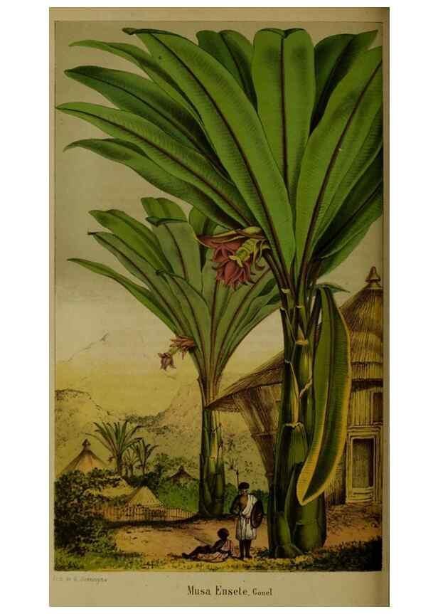Reproducción/Reproduction 49204178147: Belgique horticole.. Liége.. 
